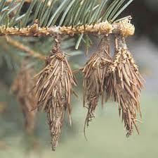 Bagworms – McGee Pest Control of Murray