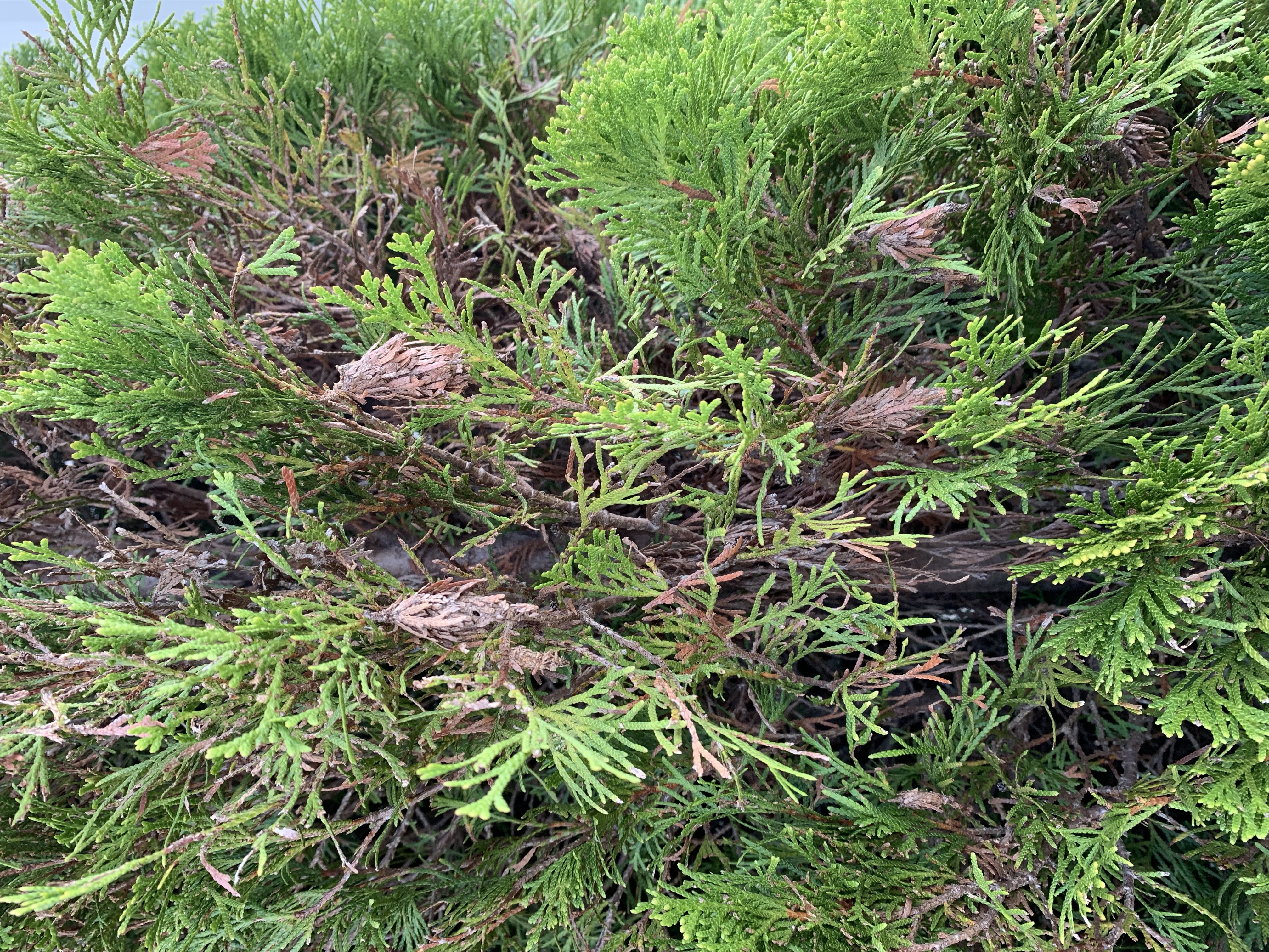 IMG_0743 – McGee Pest Control of Murray